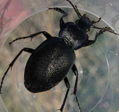 Carabus (Mesocarabus) dufouri - Andalusia